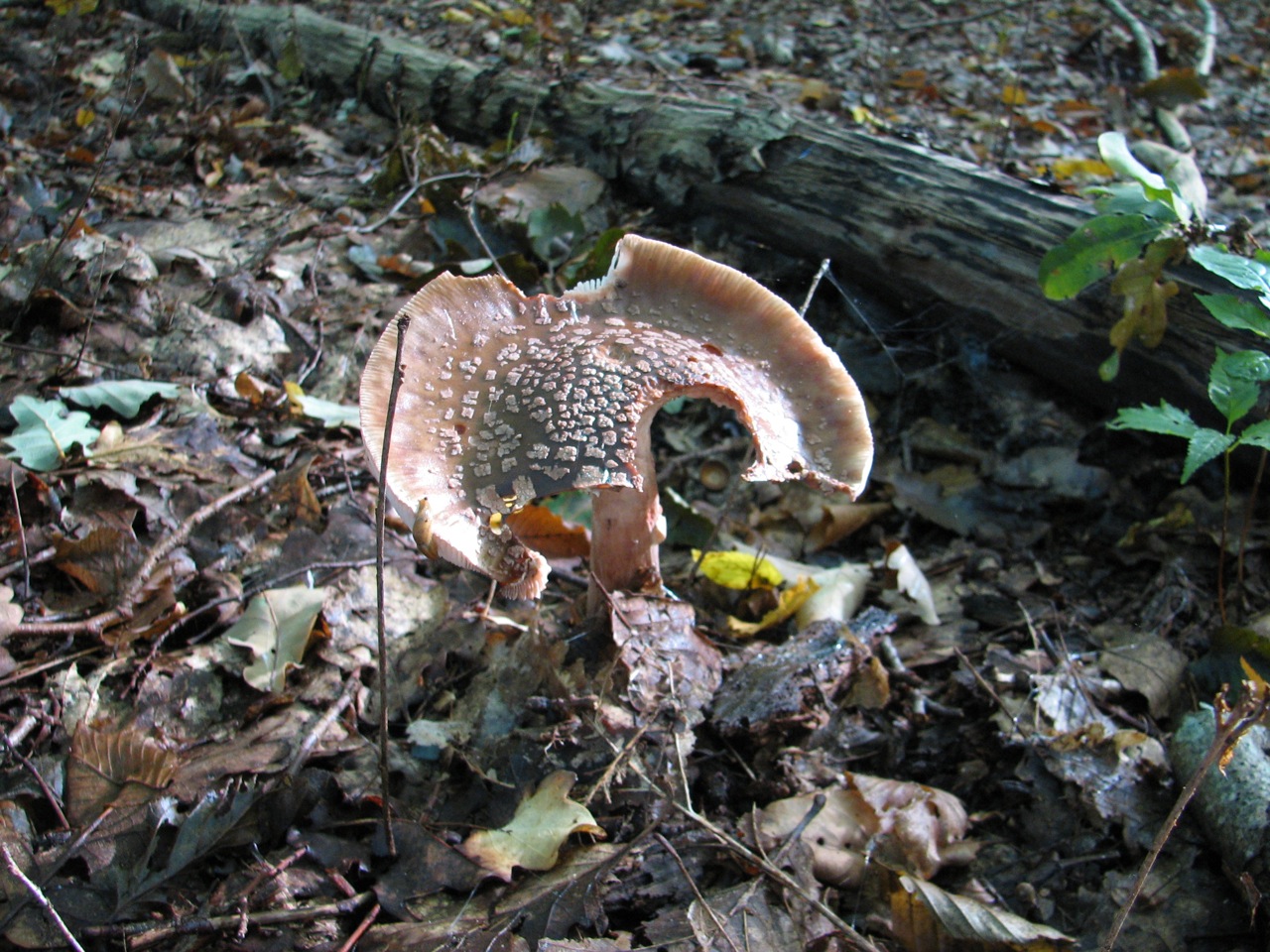 2011 09 18 Sortie myco étang d'Or 05